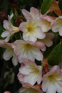 Rhodo Moonwax